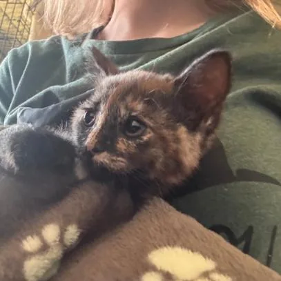 A baby small-sized female Tortoiseshell Domestic Short Hair cat named Brickley for adoption in Layton, UT