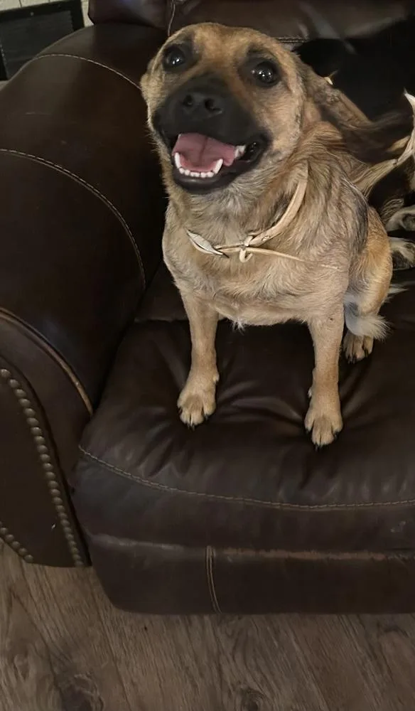 An adult small-sized female Brown / Chocolate Feist dog named Sally for adoption in Boston, MA