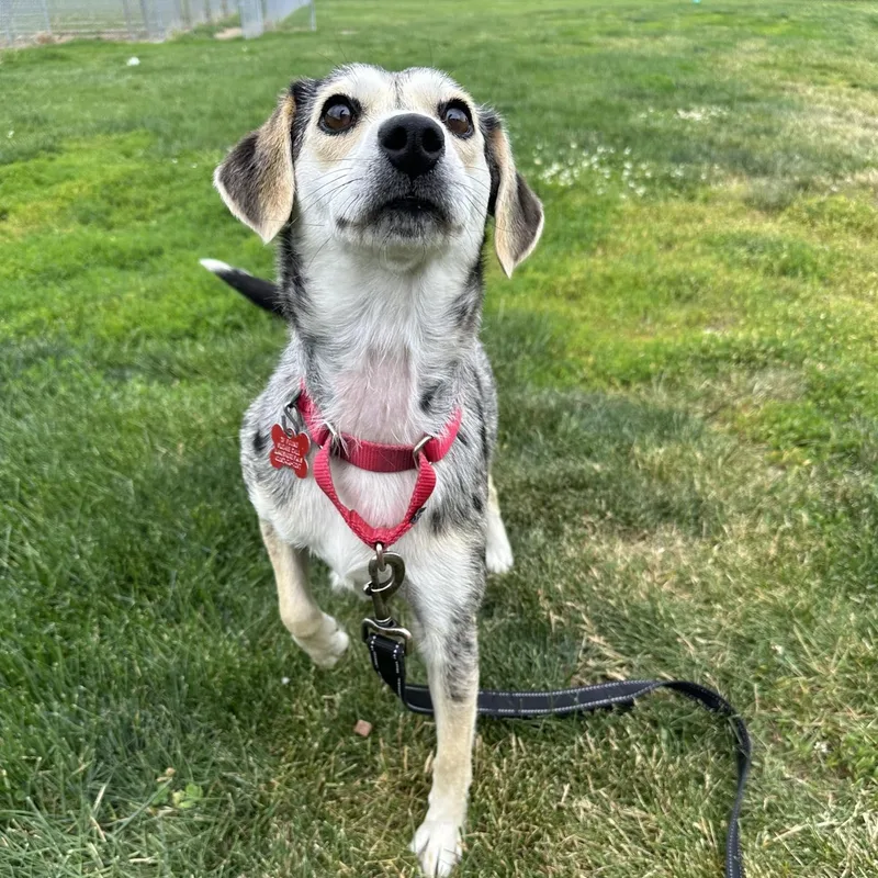 A young small-sized female Hound dog named Cookie for adoption in Valparaiso, IN