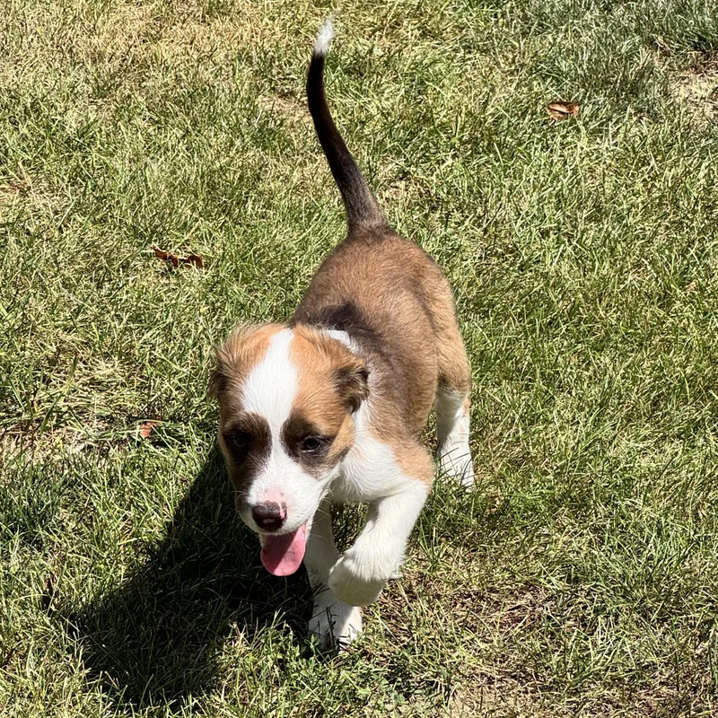 A baby medium-sized male Brittany Spaniel dog named Frappuccino for adoption in Blacksburg, VA