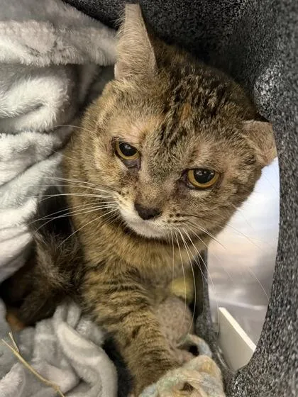 An adult small-sized female Domestic Short Hair cat named SweetTart for adoption in Daytona Beach, FL