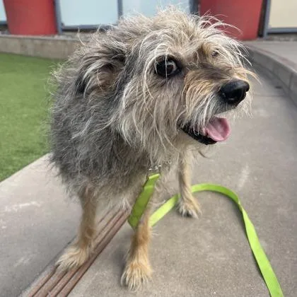 A senior small-sized female Terrier dog named Bella for adoption in San Francisco, CA