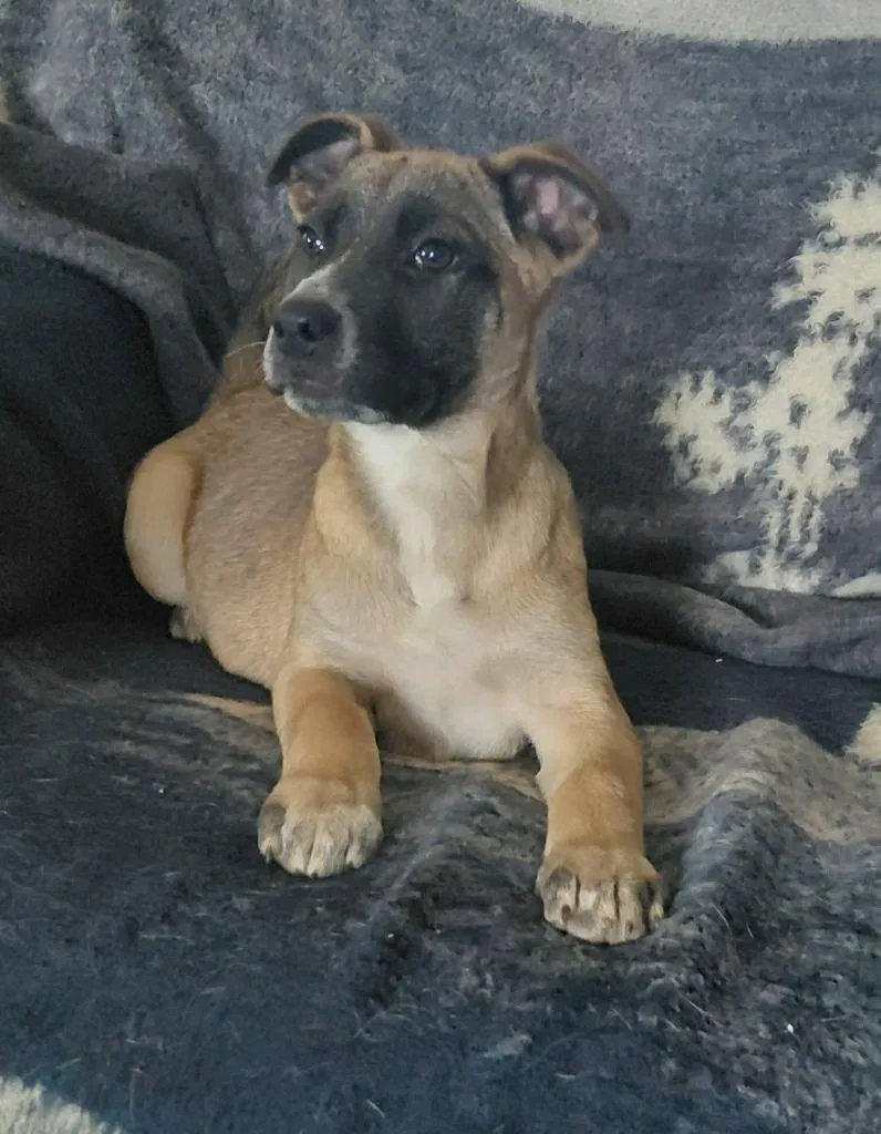 A baby medium-sized female Mixed Breed dog named Lacey for adoption in sun prairie, WI