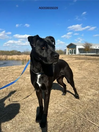 An adult large-sized male Labrador Retriever dog named Alex for adoption in Fort Worth, TX