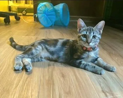 A baby medium-sized female Tabby (Brown / Chocolate) Domestic Short Hair cat named Bean for adoption in Warr Acres, OK