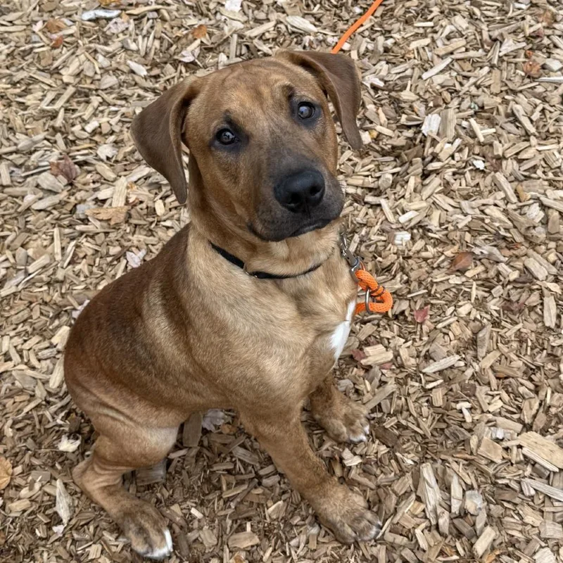 A young medium-sized male Rhodesian Ridgeback dog named Tucker for adoption in Tacoma, WA