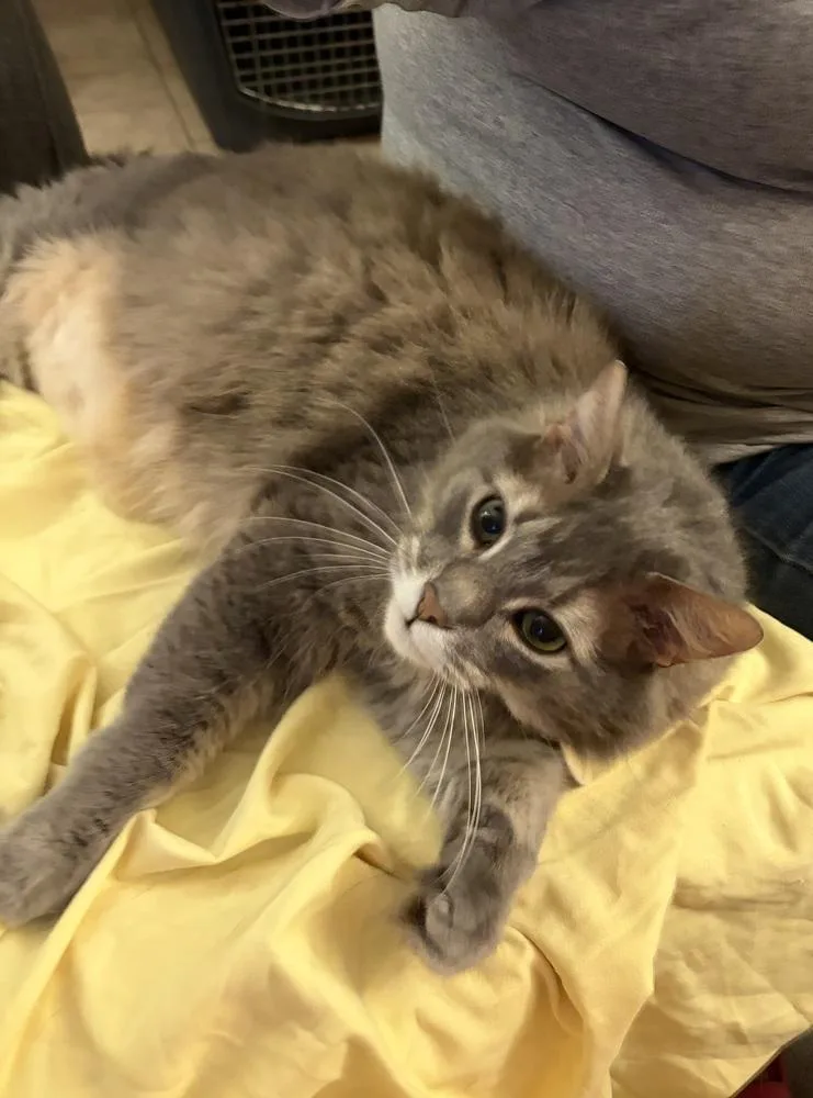A senior large-sized male Domestic Long Hair cat named Fluffy Reedus for adoption in Greenville, SC