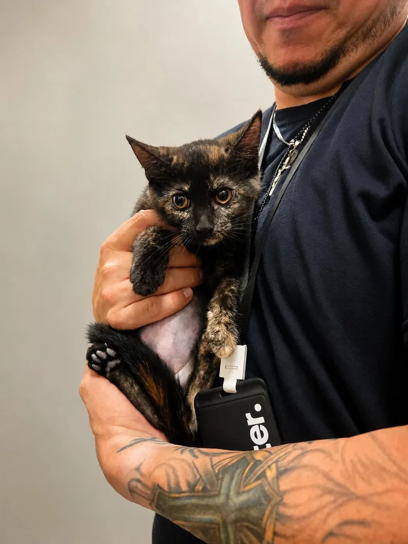 A young medium-sized female Calico Domestic Short Hair cat named Dodge for adoption in Joliet, IL