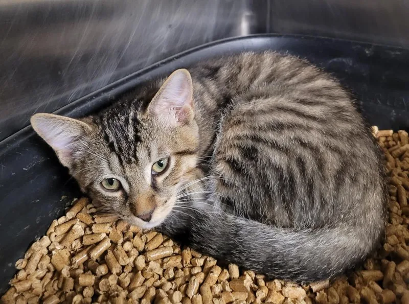 A baby small-sized male Domestic Short Hair cat named Mateo for adoption in Hopkinsville, KY
