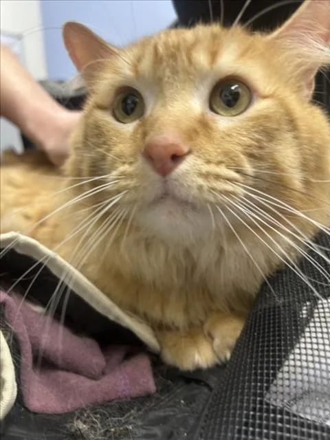 An adult small-sized male Domestic Medium Hair cat named Archie for adoption in Loveland, CO