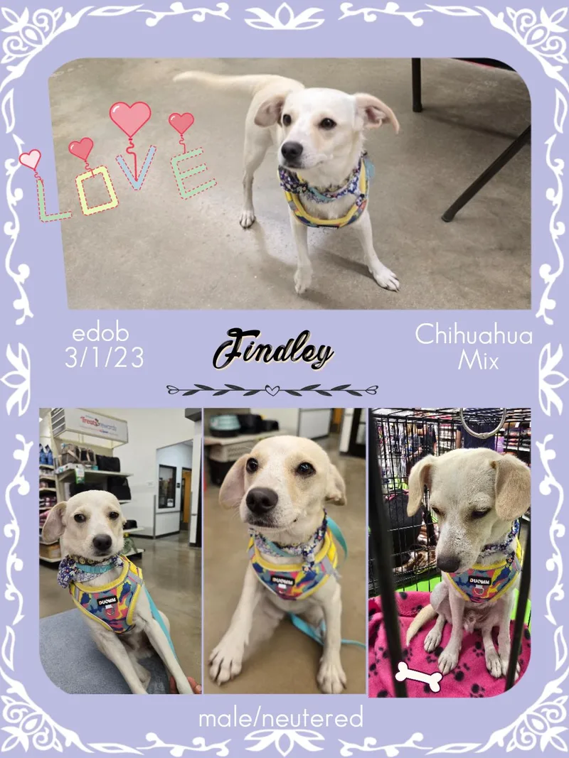 Findley Orthw thumbnail 5