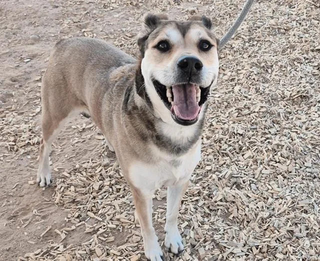 An adult medium-sized female German Shepherd Dog dog named Cresent for adoption in Albuquerque, NM