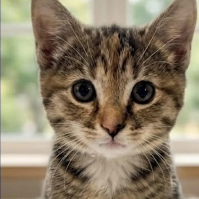 A baby small-sized female Torbie Domestic Short Hair cat named Portia for adoption in North Branford, CT