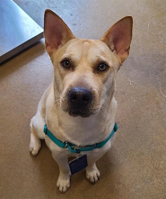 A young large-sized female Shar-Pei dog named Junie B for adoption in San Antonio, TX