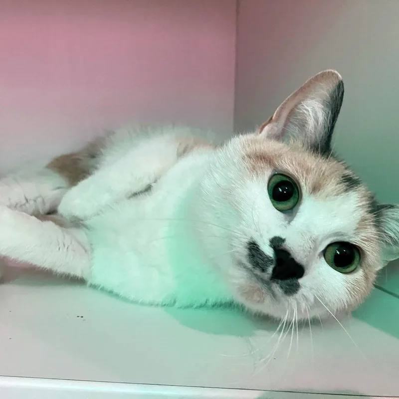 An adult medium-sized female White Domestic Short Hair cat named Carlotta for adoption in Oak Park, IL