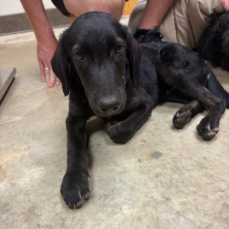 A young small-sized male Hound dog named Graham  U for adoption in Tupelo, MS