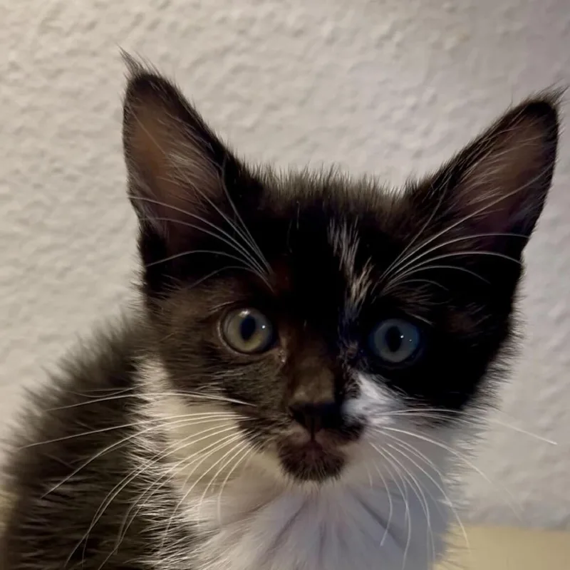A baby small-sized female Black Domestic Short Hair cat named Carla for adoption in Escondido, CA