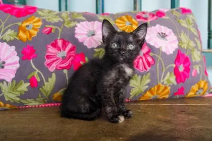 A baby small-sized female Domestic Short Hair cat named Helen for adoption in San Antonio, TX