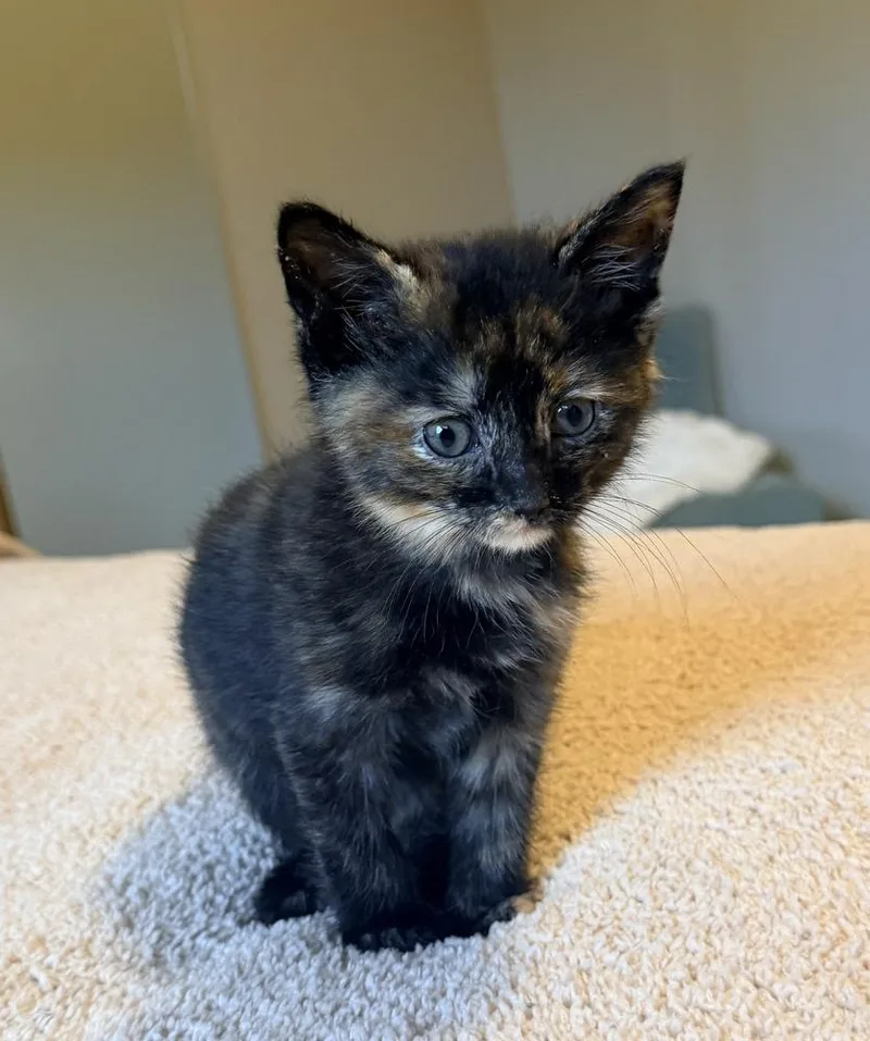 A baby small-sized female Domestic Short Hair cat named Azalea for adoption in Metamora, IL