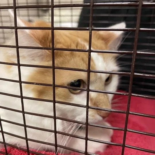 An adult medium-sized male White Domestic Medium Hair cat named Toasty for adoption in Chicago, IL