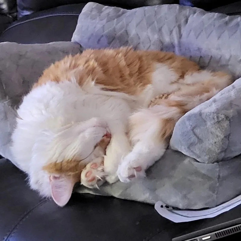 Toasty thumbnail 3