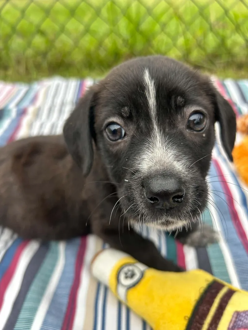 A baby medium-sized female Labrador Retriever dog named Lylah for adoption in Tarrytown, GA