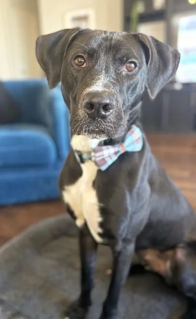 King Moe thumbnail 2