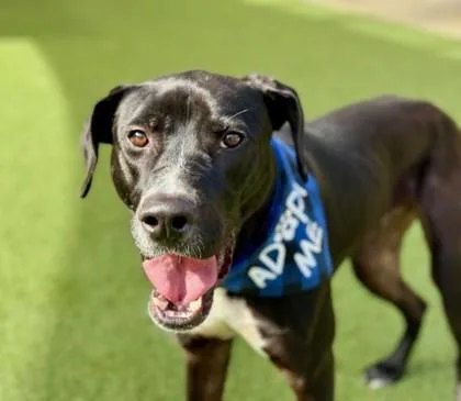 King Moe thumbnail 3