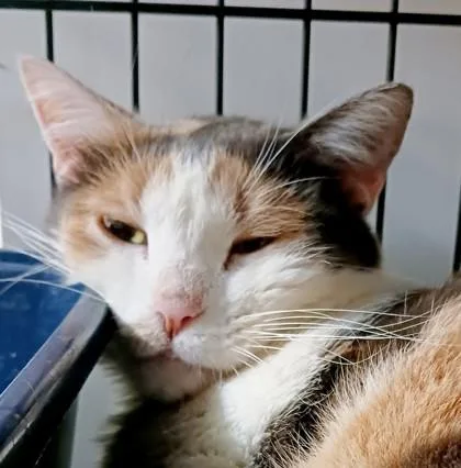An adult medium-sized female Domestic Short Hair cat named Matilda for adoption in Bulverde, TX