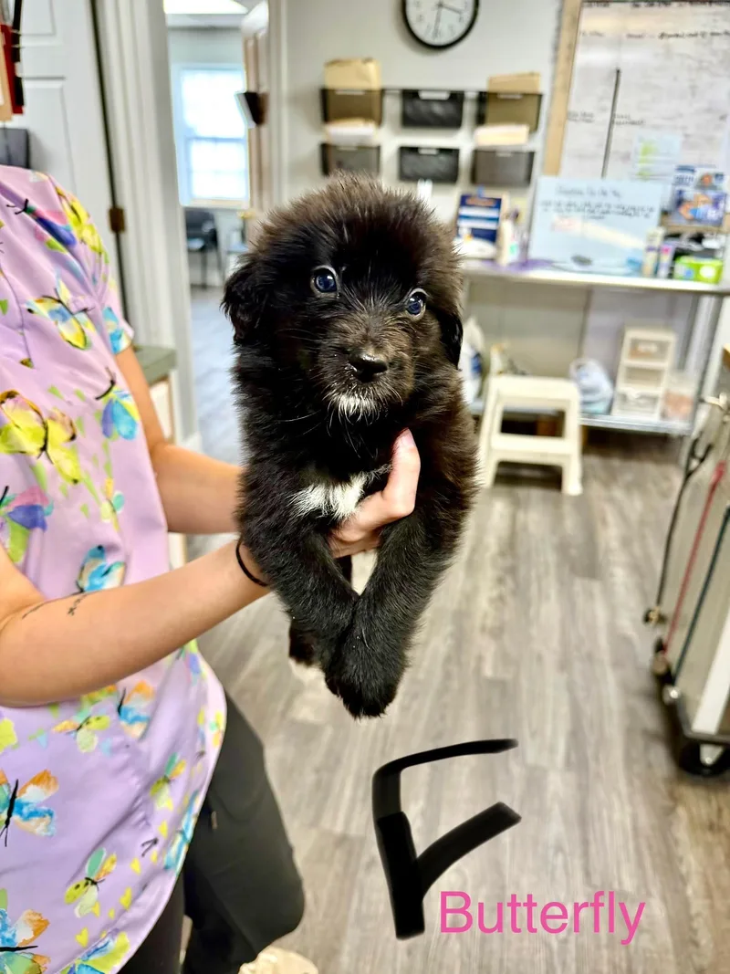 A baby medium-sized female Retriever dog named B litter Butterfly for adoption in Semmes, AL