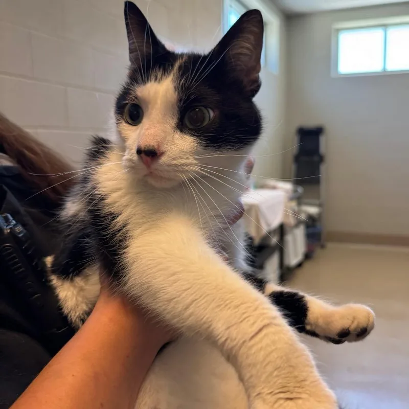 An adult medium-sized male White Domestic Short Hair cat named Chuckie for adoption in Bristol, IN