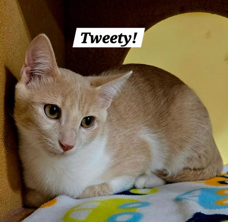 A baby small-sized female Domestic Short Hair cat named Tweety for adoption in San Antonio, TX
