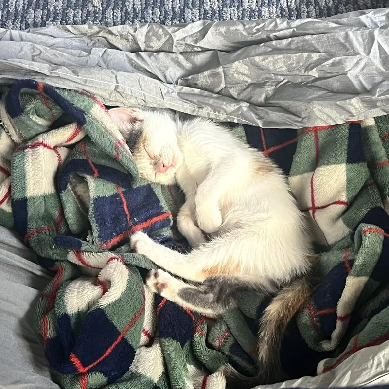 A baby small-sized female Calico Domestic Short Hair cat named Jessie for adoption in Costa Mesa, CA