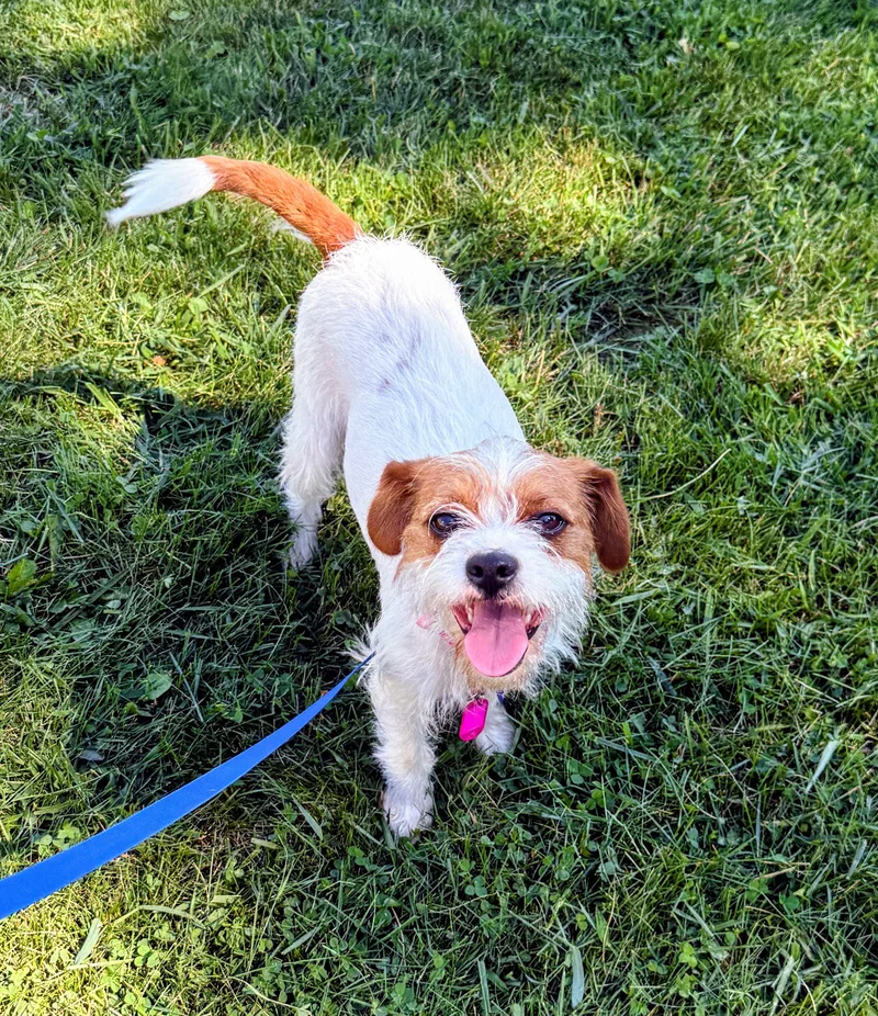 An adult small-sized female Bicolor Terrier dog named Mabel for adoption in Columbia, MD
