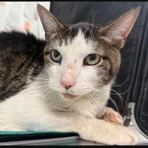 A senior medium-sized male Domestic Short Hair cat named Misty for adoption in New York, NY