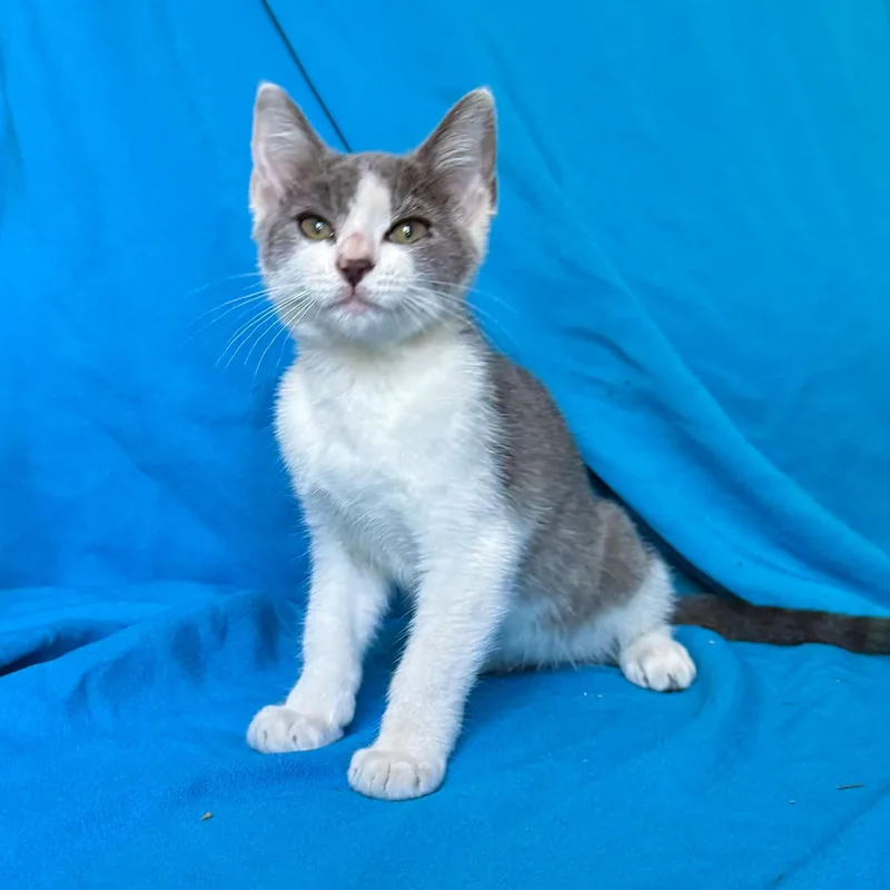 A young medium-sized male Domestic Short Hair cat named Lincoln for adoption in Rowland Heights, CA