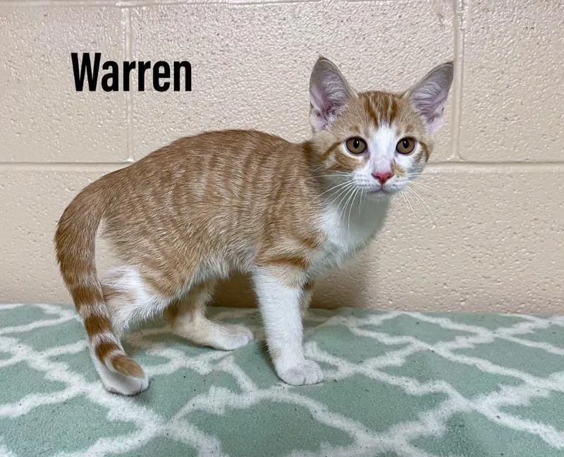 A baby small-sized male Domestic Short Hair cat named Warren for adoption in Clearfield, KY