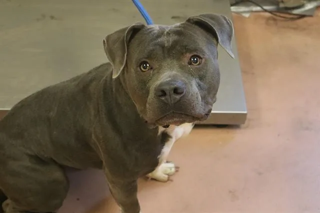 An adult large-sized female Mixed Breed dog named Tap Tap for adoption in Columbia, SC
