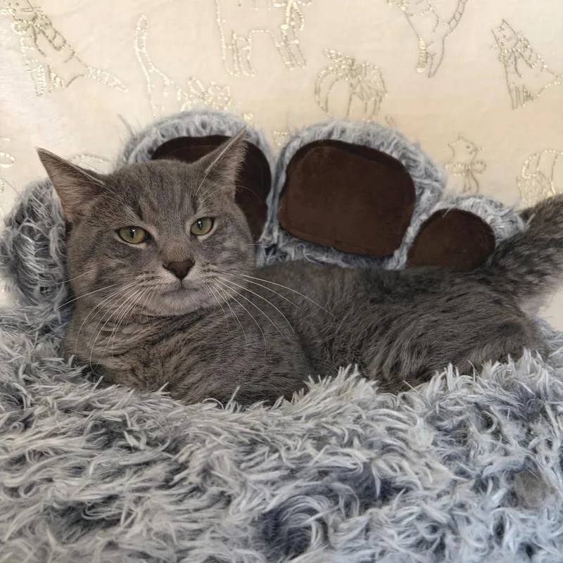 An adult large-sized male Gray / Blue / Silver Domestic Short Hair cat named Heimlich for adoption in Deerfield, IL