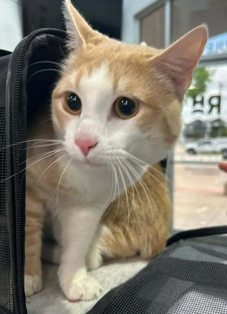 A young medium-sized male American Bobtail cat named Button for adoption in Richland Hills, TX