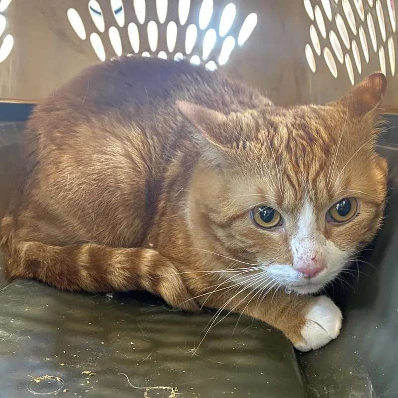 An adult large-sized male Orange / Red Domestic Short Hair cat named Pumpkin for adoption in Harrisonburg, VA