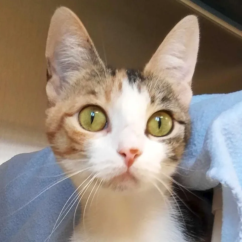 An adult medium-sized female Torbie Domestic Short Hair cat named Cinnamon Satin for adoption in Jefferson, WI