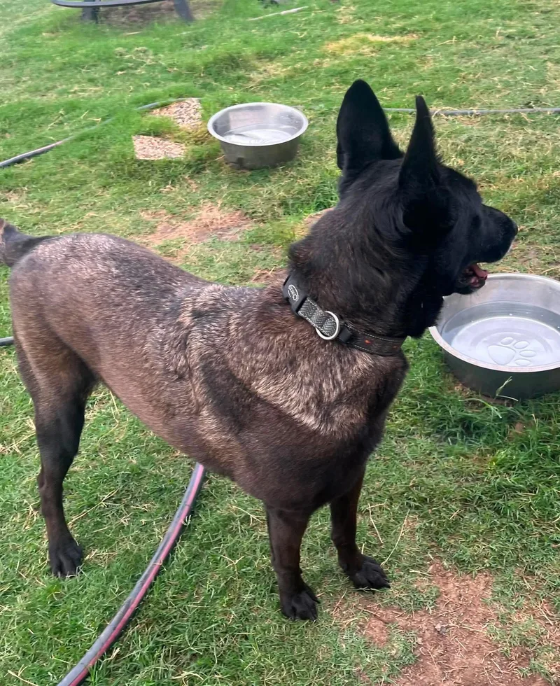 An adult large-sized female Belgian Shepherd / Malinois dog named Stella for adoption in Houston , TX
