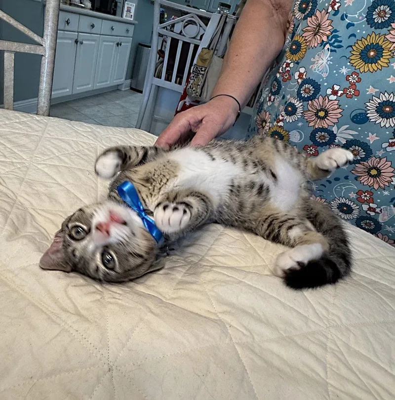 A baby medium-sized male Gray & White Tabby cat named Bennett for adoption in Magnolia Springs, AL