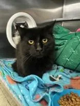 A young medium-sized male Black Domestic Medium Hair cat named Blackjack for adoption in Manitowoc, WI