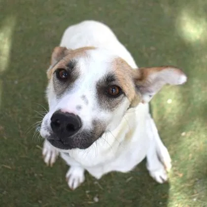 An adult medium-sized female White / Cream Australian Cattle Dog / Blue Heeler dog named Maple for adoption in Flagstaff, AZ