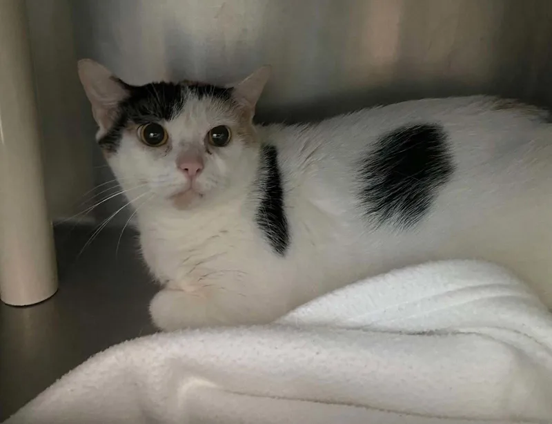 An adult medium-sized female Domestic Short Hair cat named Delilah  Visit At for adoption in Rustburg, VA