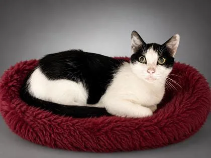 A young large-sized male Domestic Short Hair cat named Bingo for adoption in Bowling Green, KY