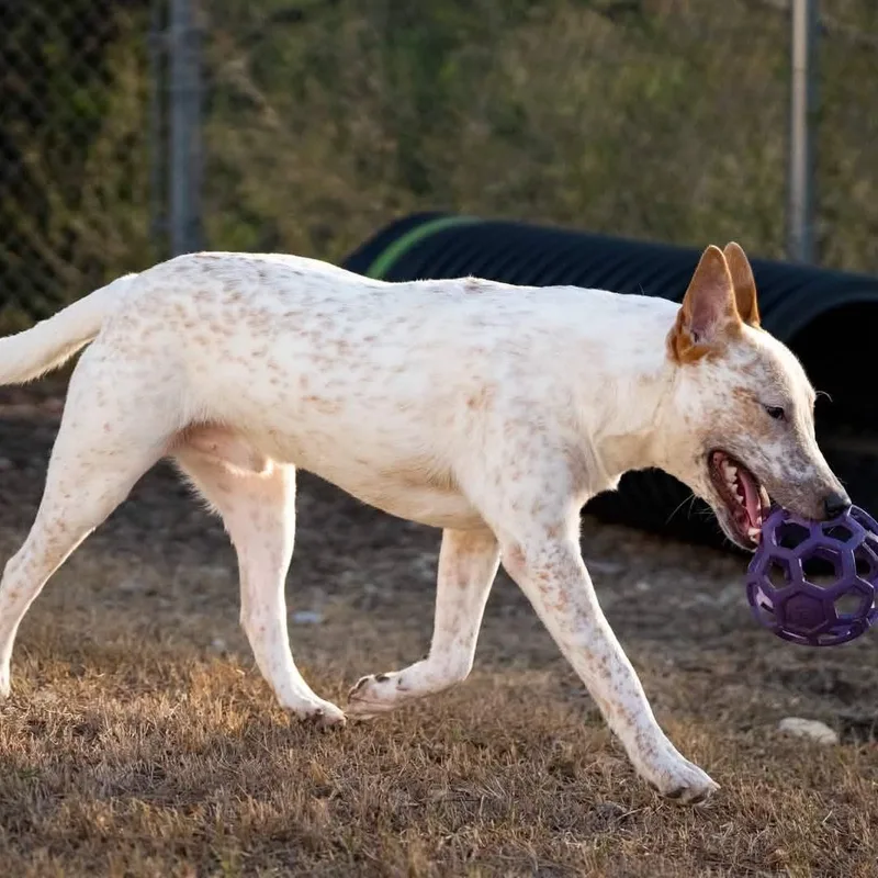 A baby medium-sized male Red / Chestnut / Orange Cattle Dog named Tang for adoption in Moyock, NC