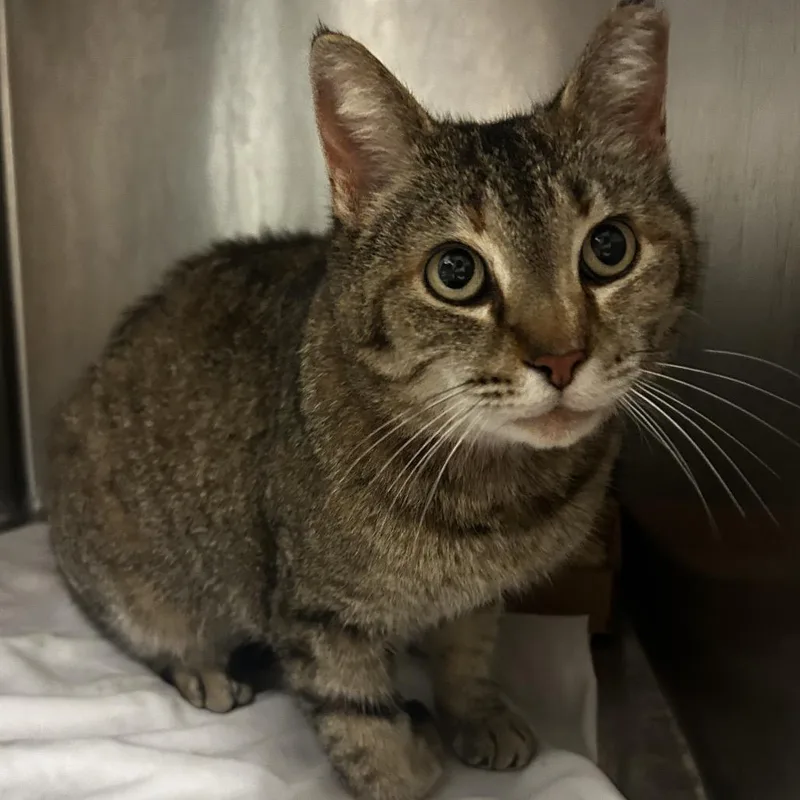 An adult large-sized female Buff / Tan / Fawn Domestic Short Hair cat named Dragon Fruit for adoption in Chattanooga, TN